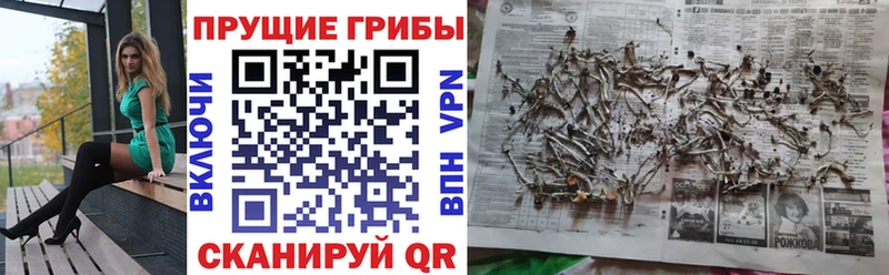 где найти   blacksprut ONION  Псилоцибиновые грибы GOLDEN TEACHER  Киренск 